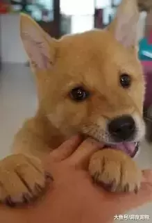 狗狗的“嘴劲控制”不是天生的!