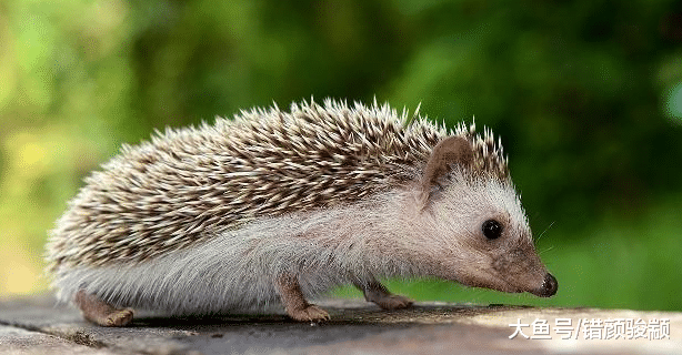 民间传说中五大家仙“灰黄狐白柳”, 分别指的是什么?