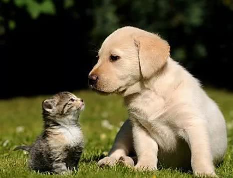 被二哈带大的猫和被金毛带大的猫，差距一目了然！