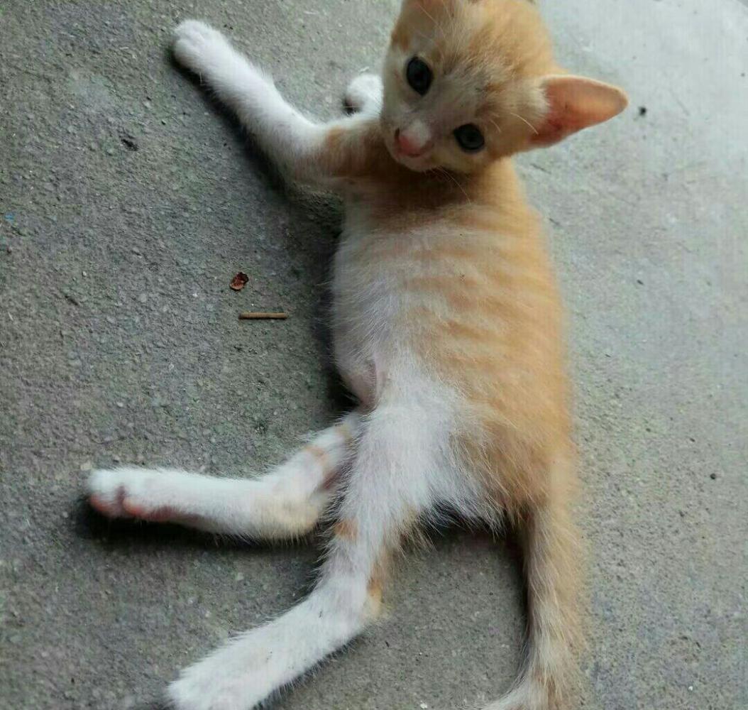 橘貓媽媽喜提小奶橘一只，花式喝奶，花式秀腿