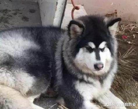 物业门口拴着一只肥嘟嘟的阿拉斯加，物业说：其实我们很无奈