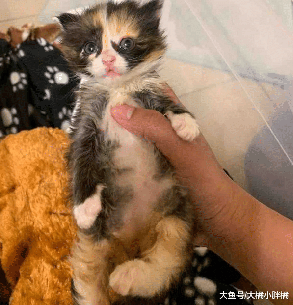 小猫病重，猫妈妈最后选择这种方式离开小猫，因为它相信会有希望