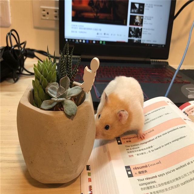 仓鼠打扰主人学习，为摆脱鼠鼠的纠缠，饲主无奈停笔撸鼠