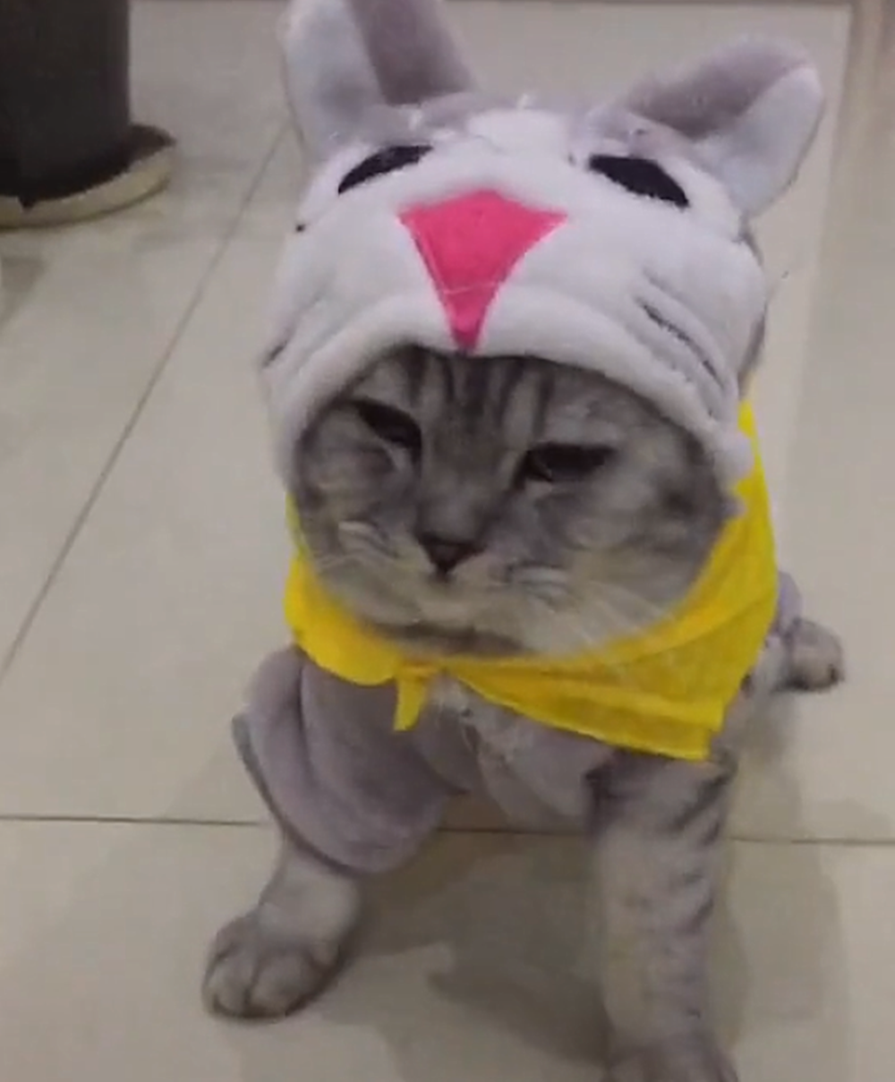 猫咪太肥, 主人帮猫咪做仰卧起坐, 猫: 再练就有八块腹肌了……