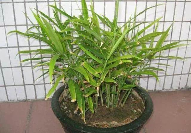 切块生姜放水里，7天发芽，半年结出一桶姜！