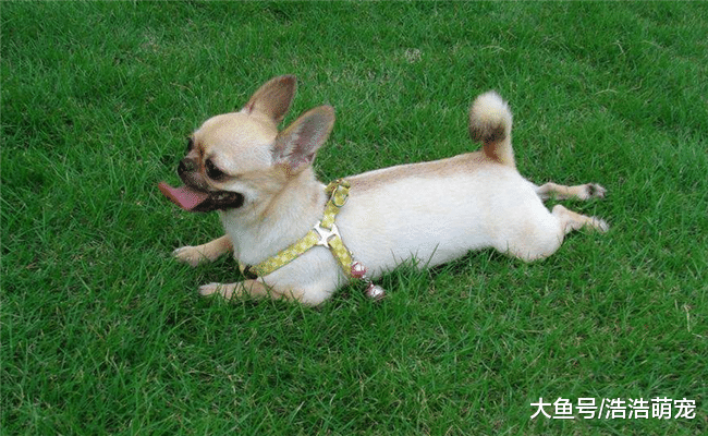 最适合城里人养的5种狗, 都比较省事, 最后一个几乎没有异味