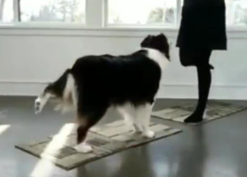 邊境牧羊犬陪主人練瑜伽，網友：姿勢很規范，這樣的狗給我來一打