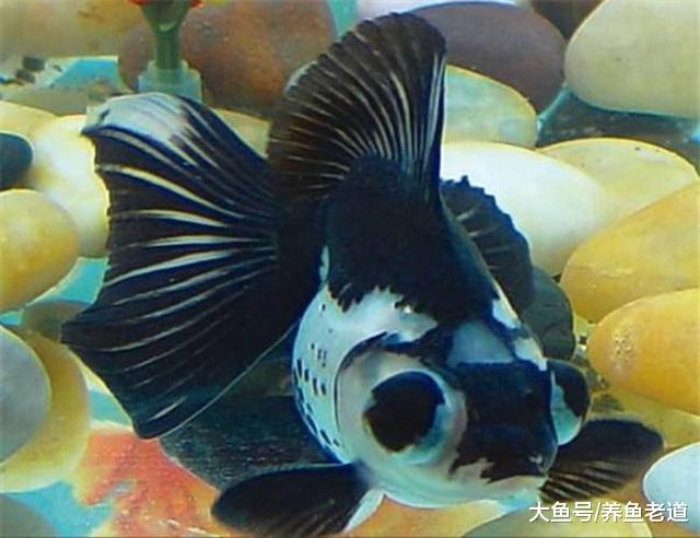 饲养金鱼，初期入缸这几个不正常的现象，我们一定要关注！