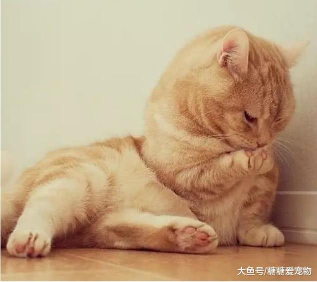 这是一只“胖出境界”的橘猫，网友：肚皮都能贴到地板上啦！
