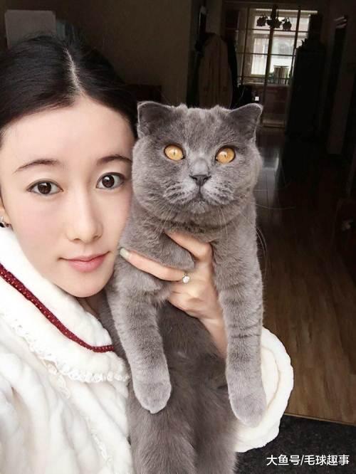 为什么有那么多的人喜欢英短呢、。这4大优点让人着迷！