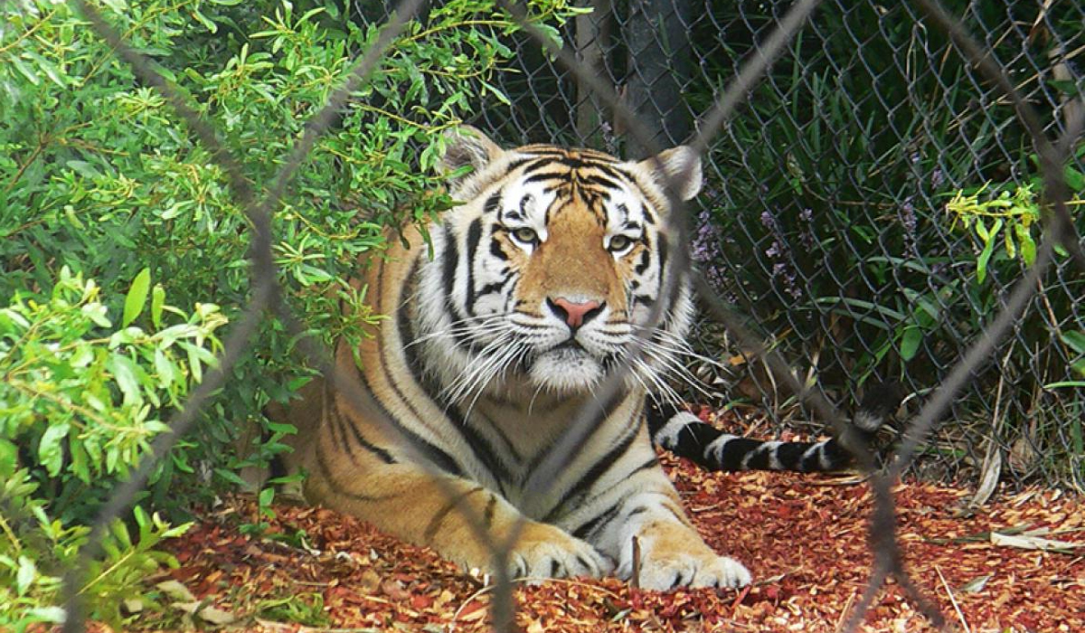 同样是各自领地的百兽之王，虎王与狮王谁的战斗力更强