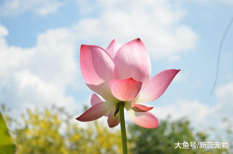 十二生肖之中，爱情经得住时间考验的三个生肖