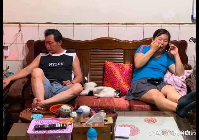 父母坐在沙发两边，猫咪就睡在正中间看着网友：我们才是一家人！