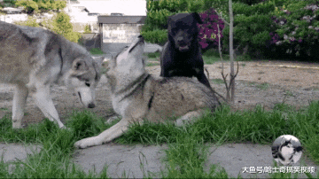 主人把狼犬跟罗威纳养在一起，结果一年后，开始心疼狼犬了