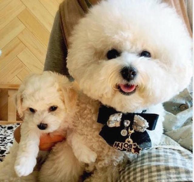 純種比熊犬都有的“5大特征”，你家有嗎？
