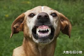 我家狗狗不咬人？85%以上是被家养狗咬伤，但真不能怪狗