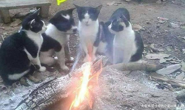 豬窩里居然混進去了一只貓咪，這只貓咪為了取暖也是拼了