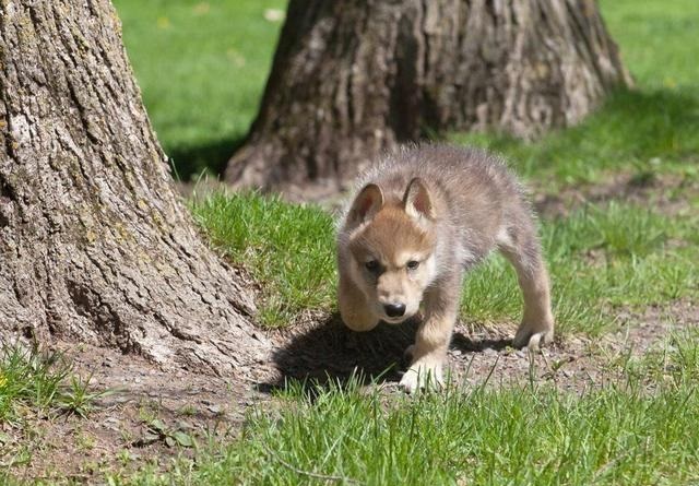 女子捡到一只流浪狗，第二天送医院检查，医生的话让她肠子都悔青！