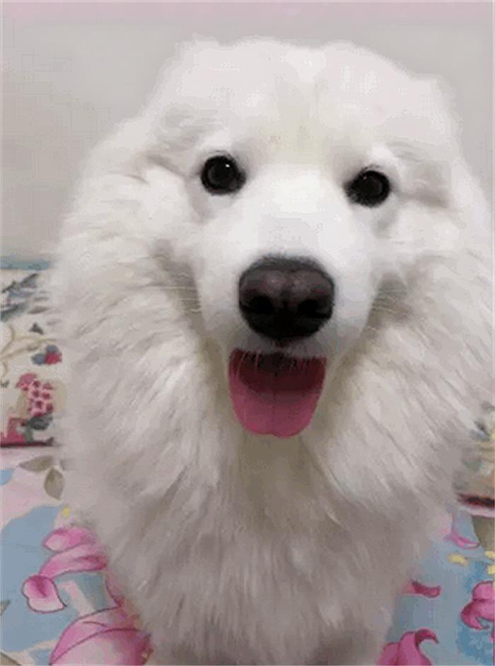 “微笑天使”也有变脸的时候，萨摩耶没讨到冰棍，结果失望了