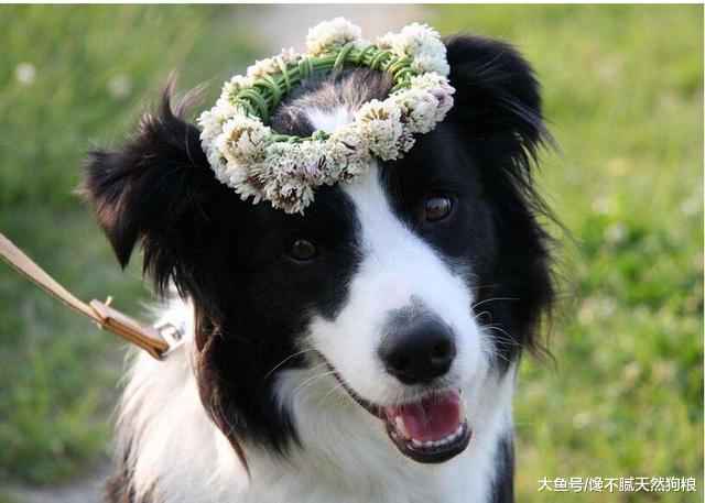 饲养边境牧羊犬时，这五个最错的养狗误区，劝你别碰！