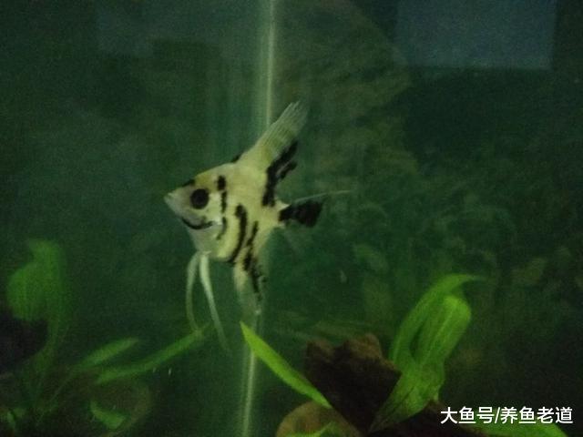 购买和选择燕鱼苗我们要注意哪些问题，详尽的实践经验分享