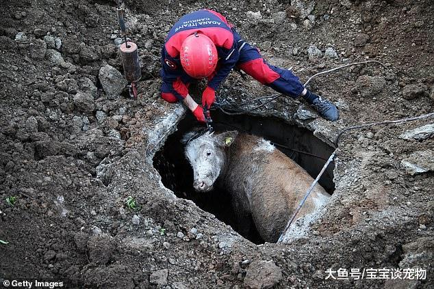 狗狗发现一头母牛掉进沙井中 引来救援人员，见证救援全程