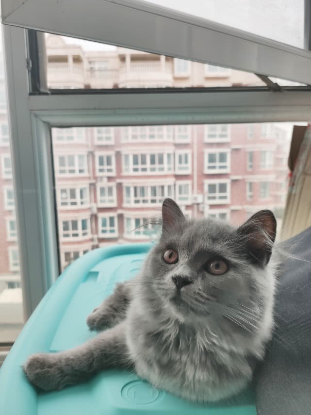 从你的性格看你适不适合养宠物，这三种人，真的不适合养猫