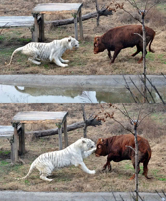 圈養白虎變“白貓”，活食黃牛怒懟白虎，游客：有好戲看了