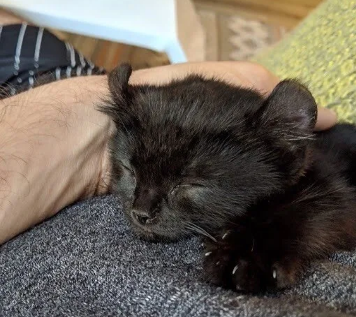 小猫独特的外表不受待见，因锲而不舍的精神，获得“偶像”喜欢