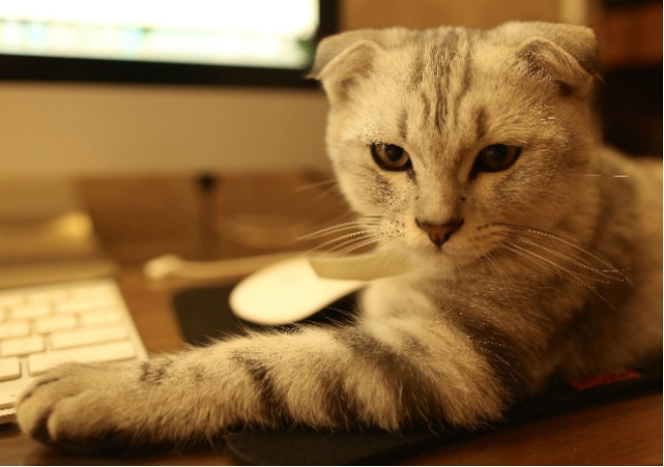 我的猫咪养成日记，新手猫奴看过来，这些你都知道吗