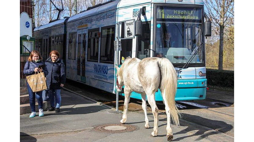 德国一匹白马独自在市区散步14年，当地居民早已习惯