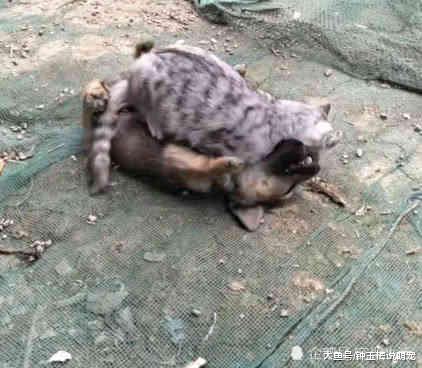 小土狗在院子尖叫，主人以为有偷狗贼，跑出去后，不堪入目！