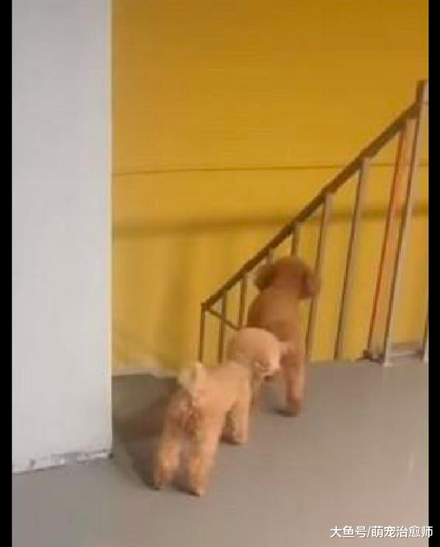 狗狗躲在墙后想恶作剧吓主人，结果却反被吓了一跳，自作自受呀！