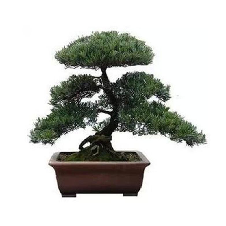 养护罗汉松盆景需要注意什么，这里知道来看看吧