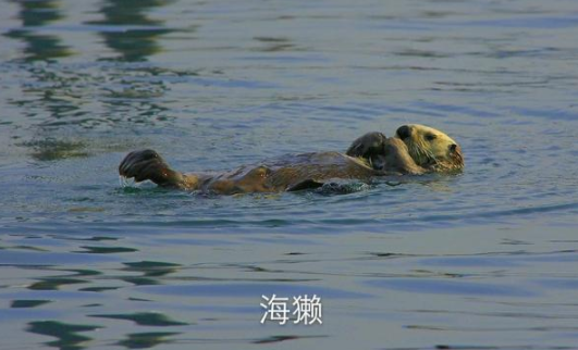 内外交困的俄罗斯有没有可能出卖远东维持国家生存？