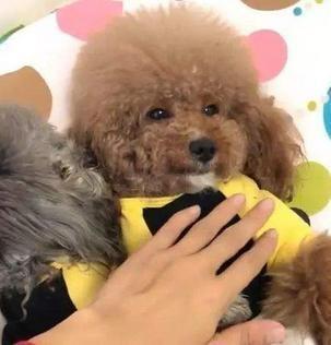 泰迪犬做了这些事，说明它智商比较低，宠主要加强训练