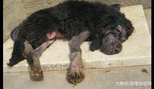 有人將患病的狗扔進垃圾箱里，好心阿姨將它帶回家打針輸液治療！