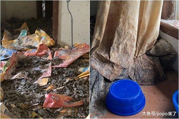 警方捣毁“虐猫小屋”，屋内恶臭无比，救援人员必须装备呼吸器