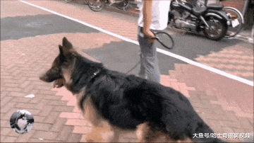 开学第一天，德牧就去学校接小主人，有它在很有安全感啊