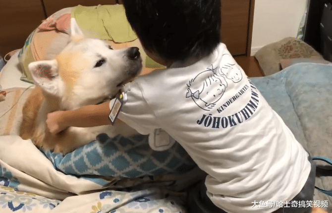 秋田犬已经8岁了，还想跟爸爸一起睡，小主人拉都拉不走