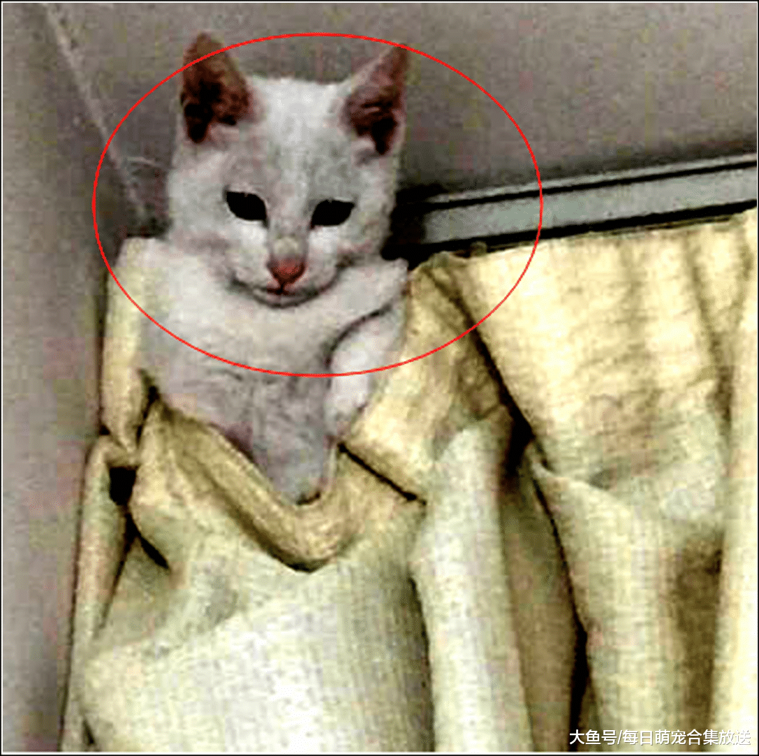 女主骗猫咪绝育，半夜睡着发现猫咪有点不对劲，开灯一看后悔不已