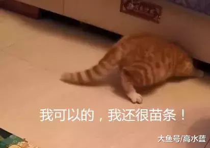 盘点那些没心没肺的橘猫，真是心宽体胖：这颜色就没让我失望过