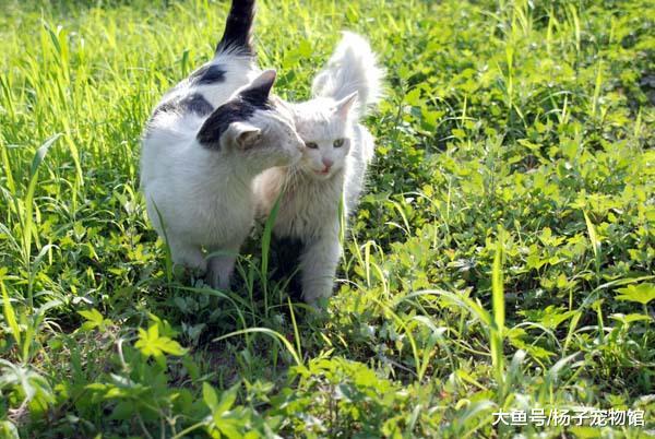 流浪猫妈带病产子后被猫王驱逐，藏在井里生活，只为看孩子一眼！
