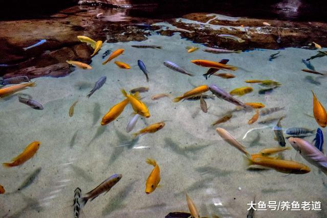 飼養觀賞魚，這些情況下魚缸里就不要放鹽了！