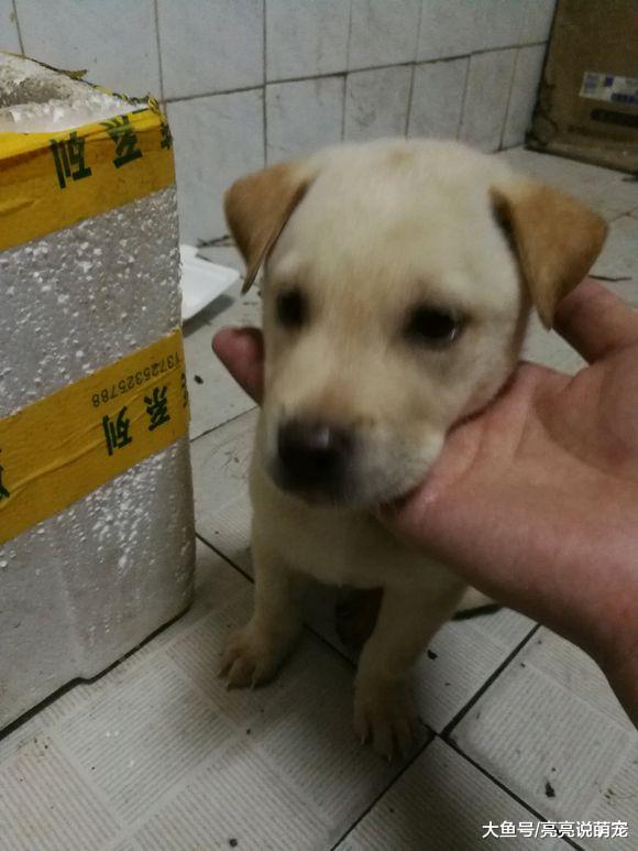 小狗在陌生环境中都老实？不，网友捡的小狗把家弄得不成样子