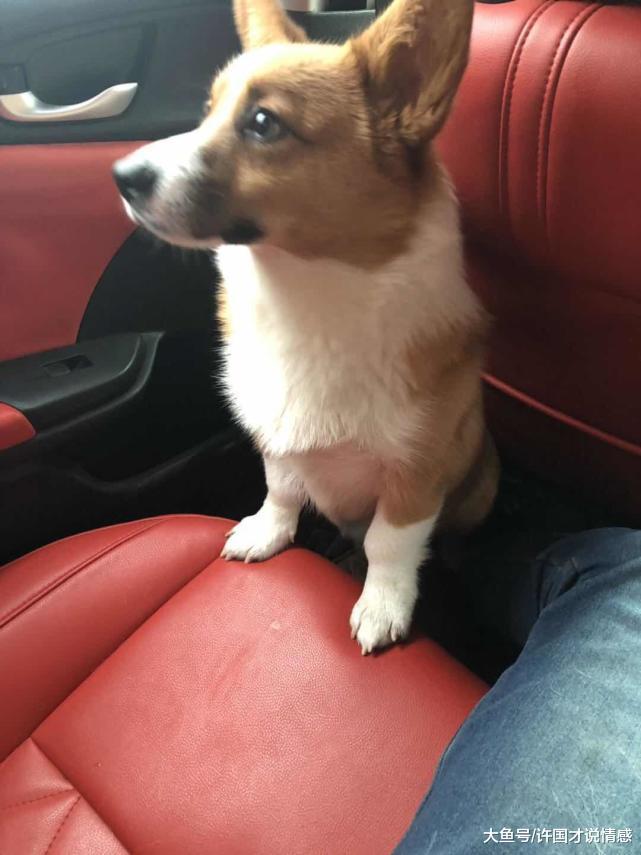 柯基被装箱子抛弃在树下，里面装有红包和纸条，拆开看后泪流不止