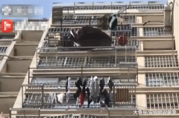 居民楼上下都着火，邻居秒变“蜘蛛侠”徒手爬楼灭火，网友：中国好邻居！