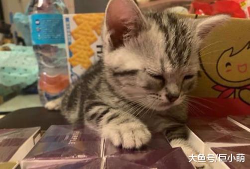 猫宝宝对鱼缸里的鱼有兴趣，刚想下爪捞，结果扑通一声掉下去