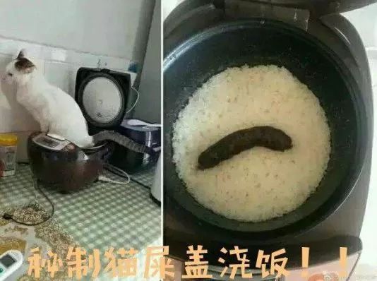 喵星人手撕猫砂袋主人家里秒变撒哈拉，铲屎这件大事儿很重要！