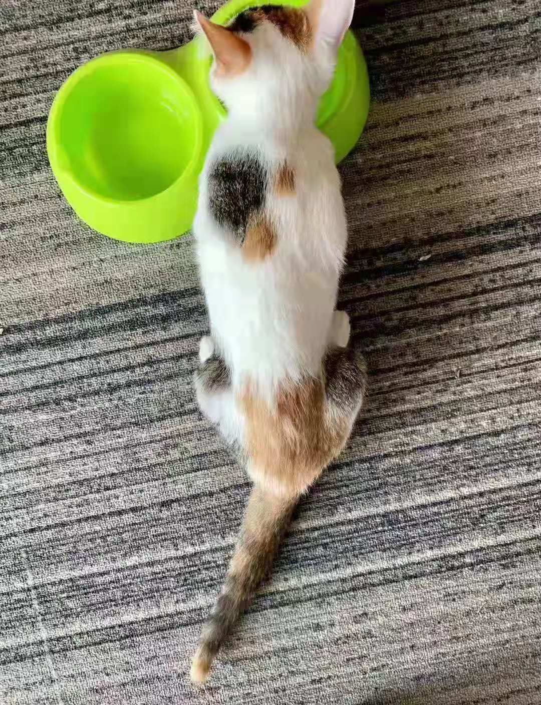 别人的猫咪不是十分高冷，就是任性上头，而我的猫咪却是只暖心猫